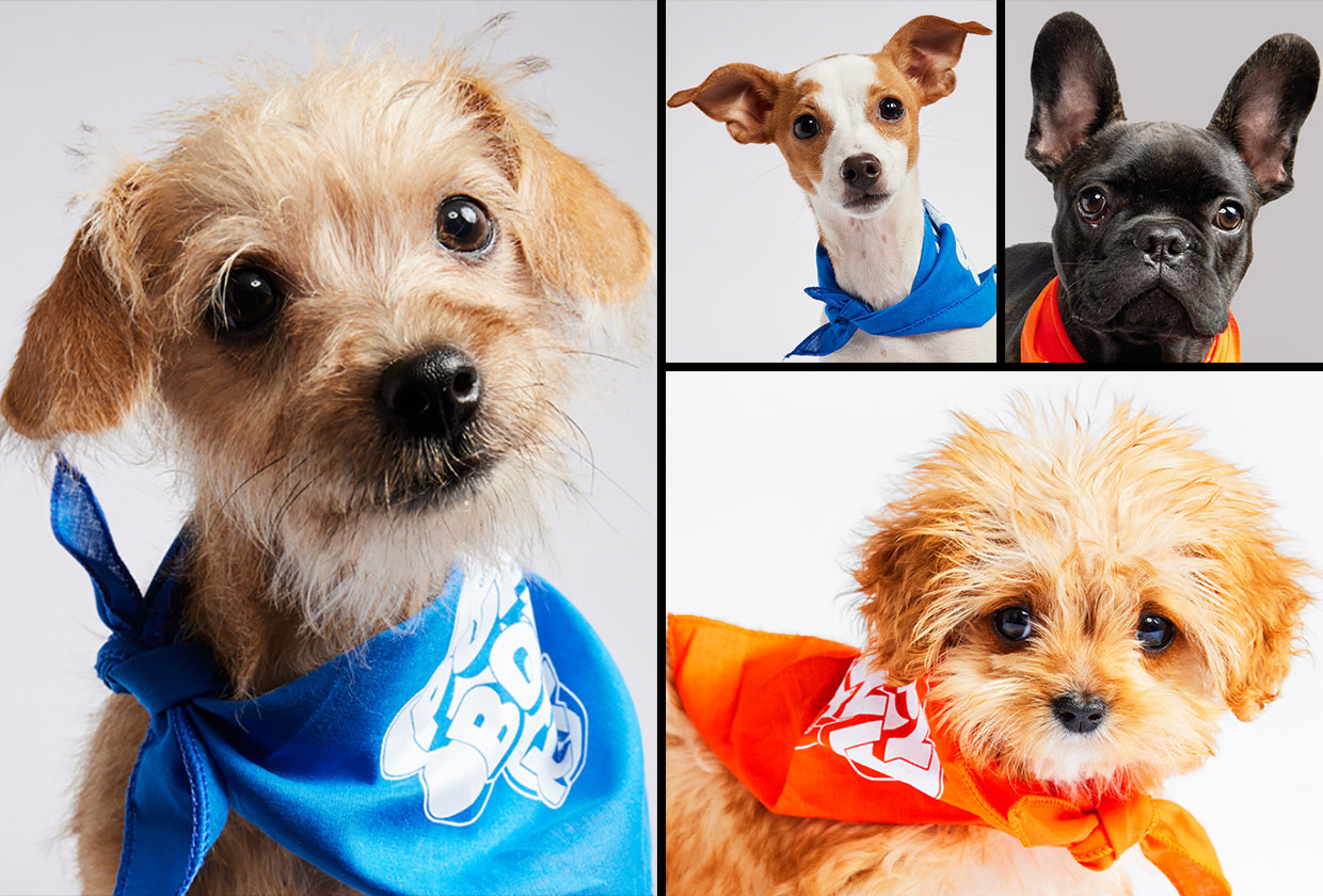 Introducing the Star Puppies of Puppy Bowl XX Learn More About