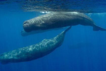 skynews sperm whale whales 6546502