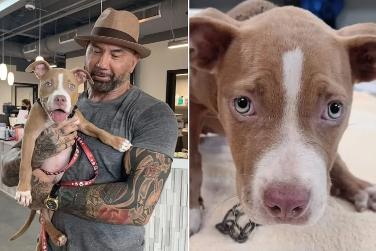 Bautista has started off 2022 on an extremely positive note by posting a new photograph of adopted dog