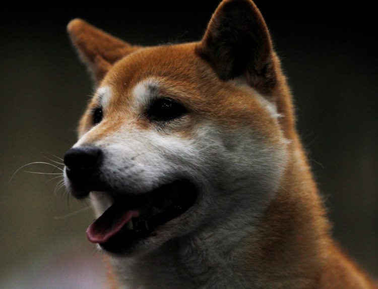 BIRMINGHAM, ENGLAND - MARCH 10:A Japanese Shiba Inu on day three of the Cruft's dog show at the NEC Arena on March 10, 2018 in Birmingham, England. The annual four-day event sees around 22,000 pedigree dogs visit the center, before the 'Best in Show' is awarded on the final day. (Photo by Richard Stabler/Getty Images)