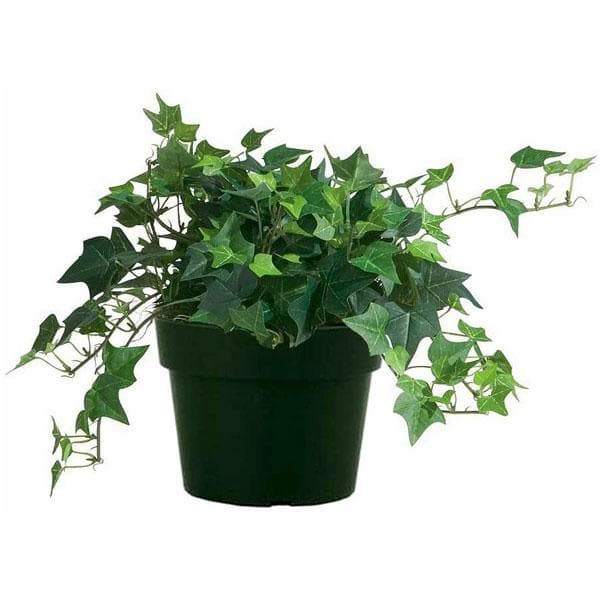 nurserylive hedera helix english ivy plant