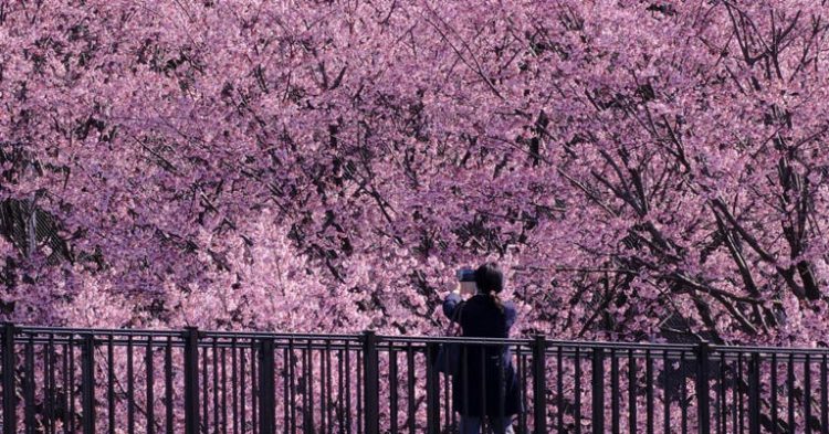 A woman takes photos under the Kanzakura cherry trees in full bloom in Ueno Park, Tokyo. Kanzakura cherry trees herald the early arrival of spring in Tokyo.
© Provided by CNBC