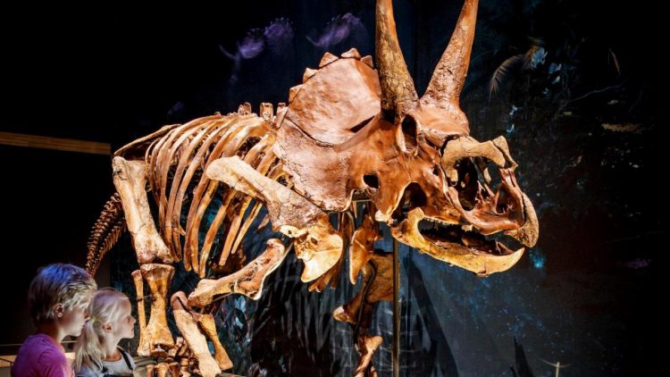Dinotijd Triceratops Mike Bink Fotografie