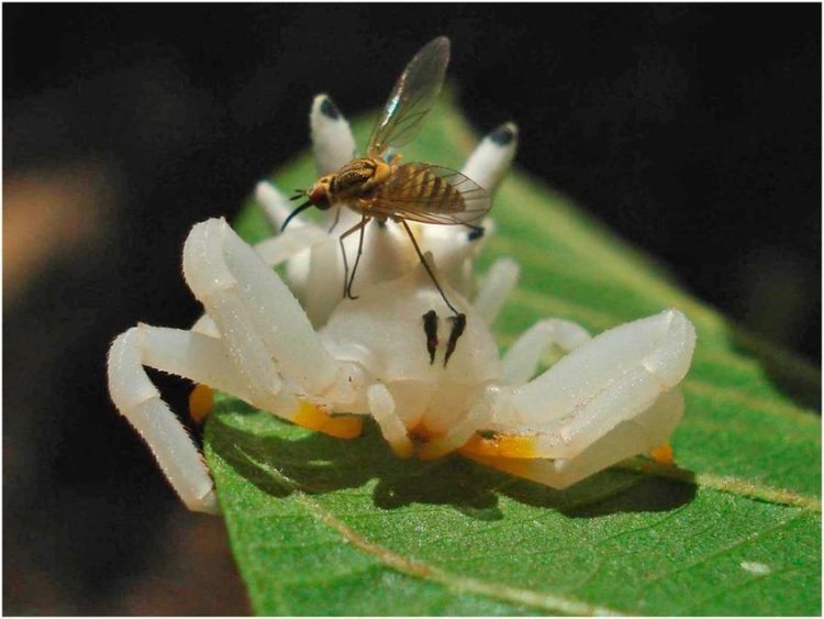 Interaction between the crab spider and a pollinator Adult Epicadus heterogaster female