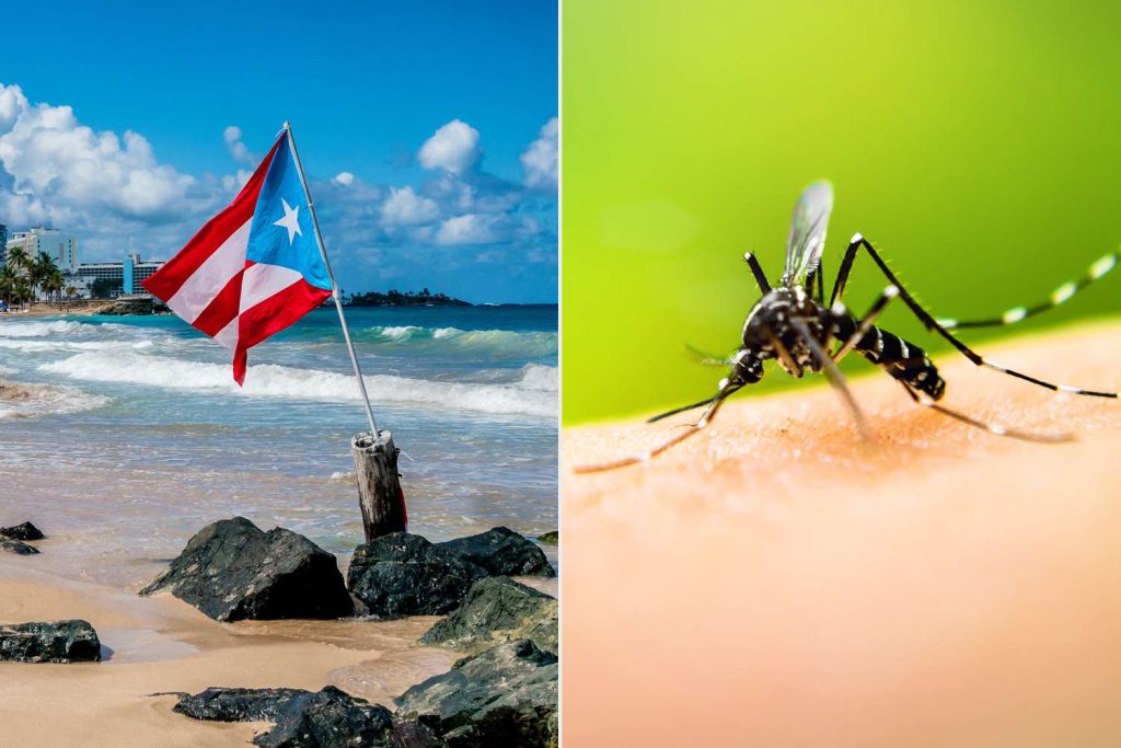 Puerto Rico Declares Epidemic of Mosquito Borne Dengue Fever 032724 261abae555ea4028b71be4da038ab36a