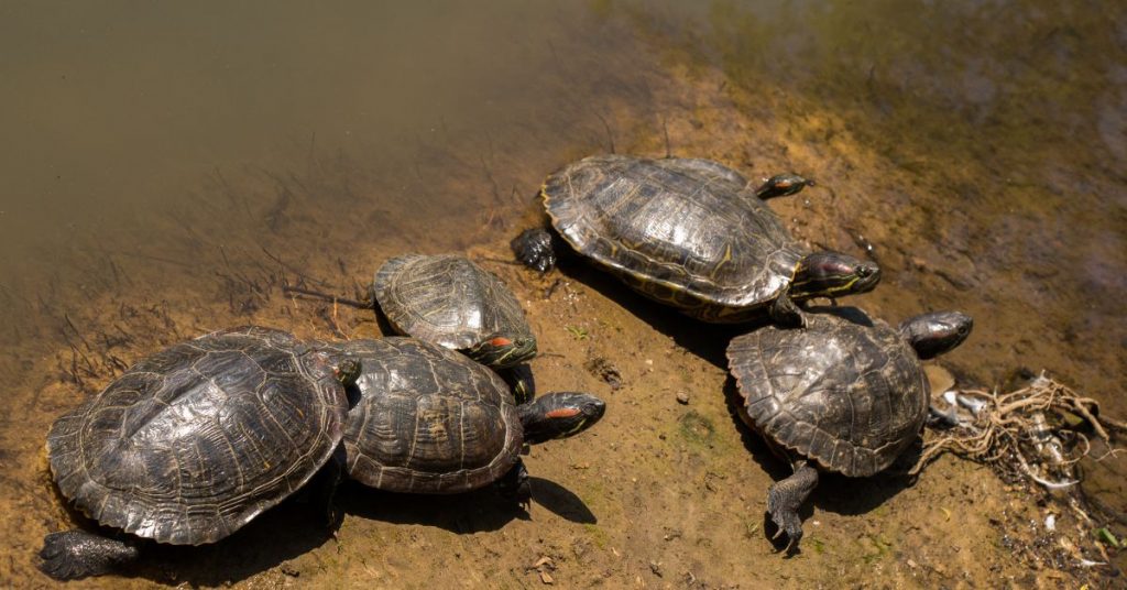 Turtles illegal trade