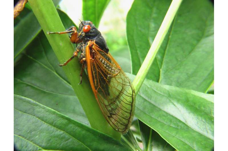 cicada 1