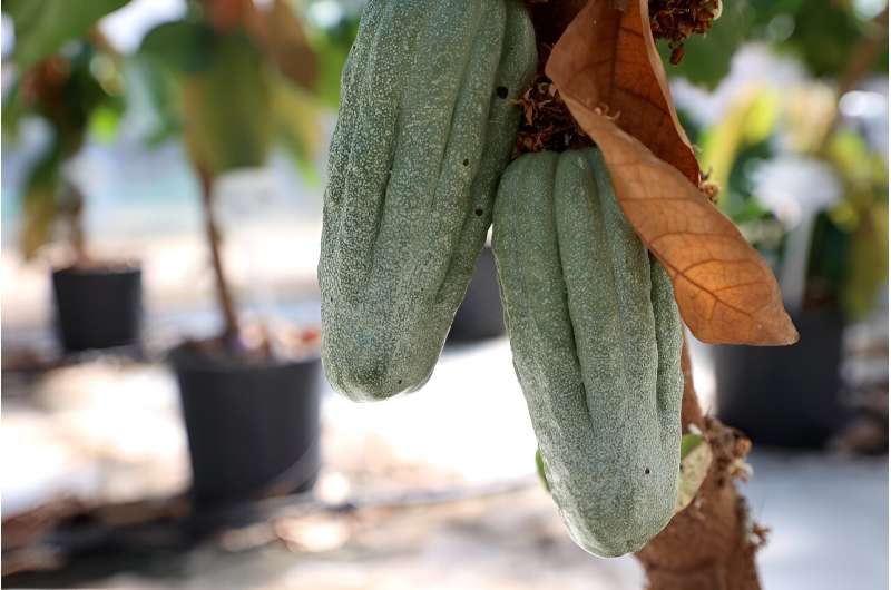 cocoa pods at israels
