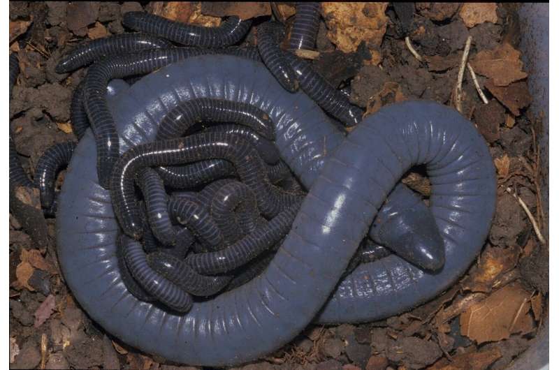 egg laying caecilian a
