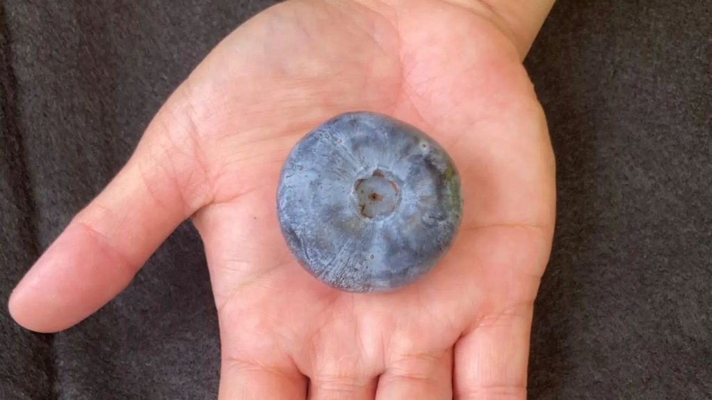 heaviest blueberry on hand photo