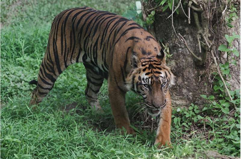 sumatran tigers are th