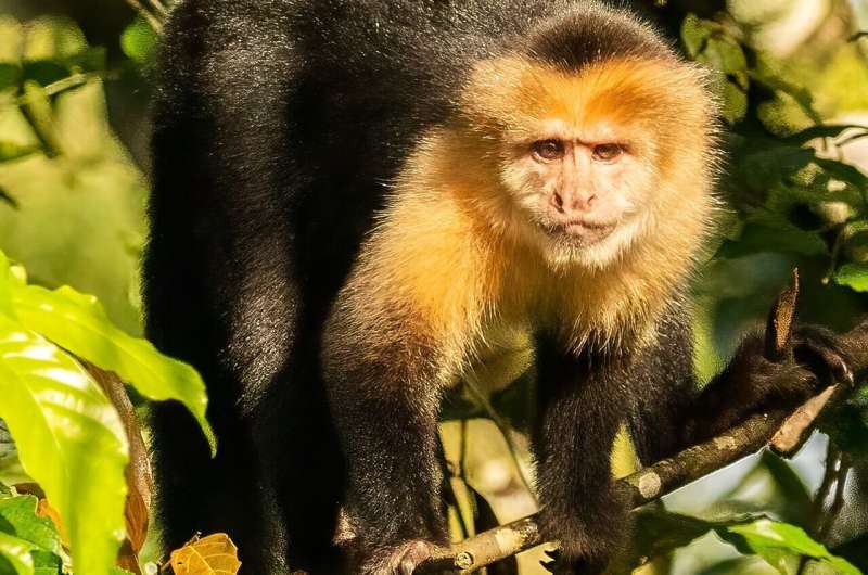 white faced capuchin m