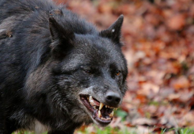 Timberwolf snarling
© Getty Images