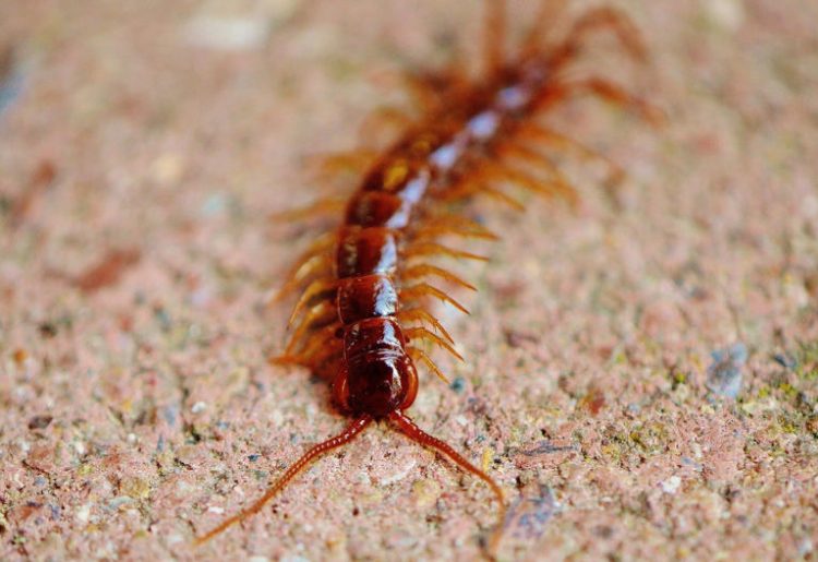 Stock image of a Chinese red-headed centipede. This centipede has been found to contain chemicals that could help to treat kidney disease.
