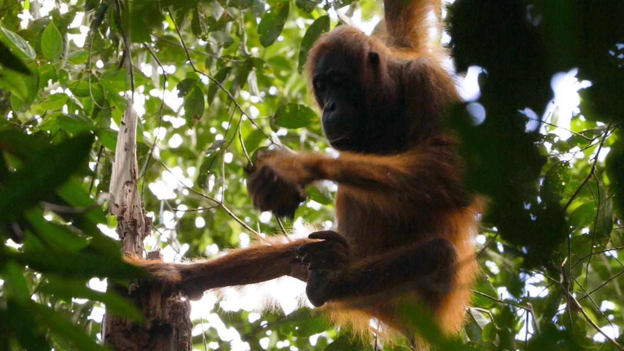 161027 Orangutan Termite