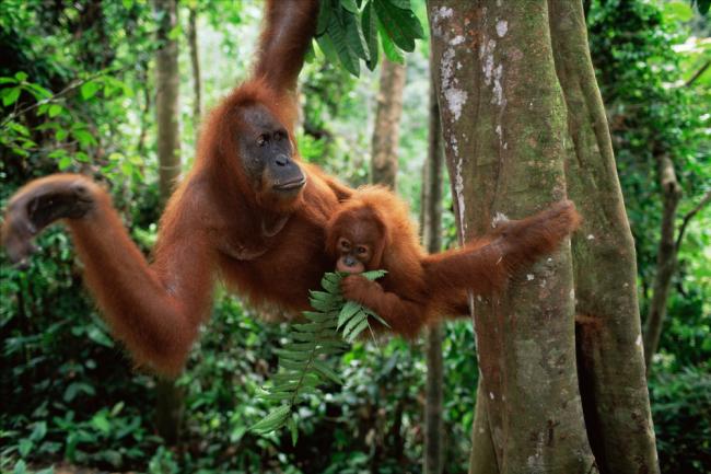 5. Sumatran Orang utan mother and baby