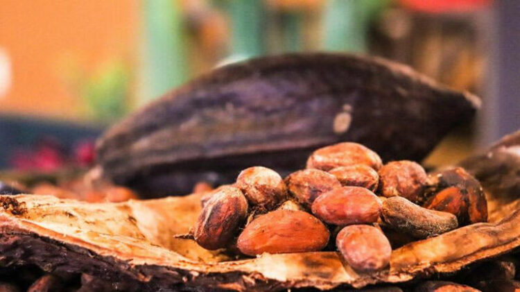 Cocoa Prices Post Sharp Losses on Ideal Crop Conditions in West Africa