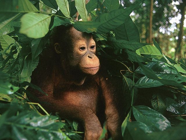 Baby Orangutan Indonesia