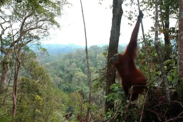 Gunung Leuser Orangutana etxea begiratzen