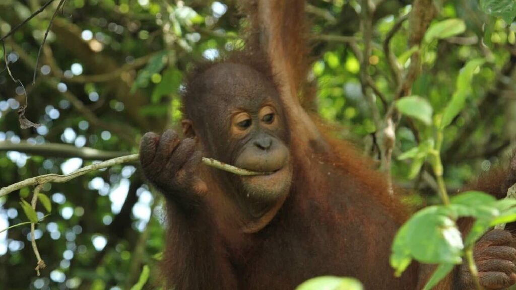 Meet the Orangutans Animal Planet Documentary