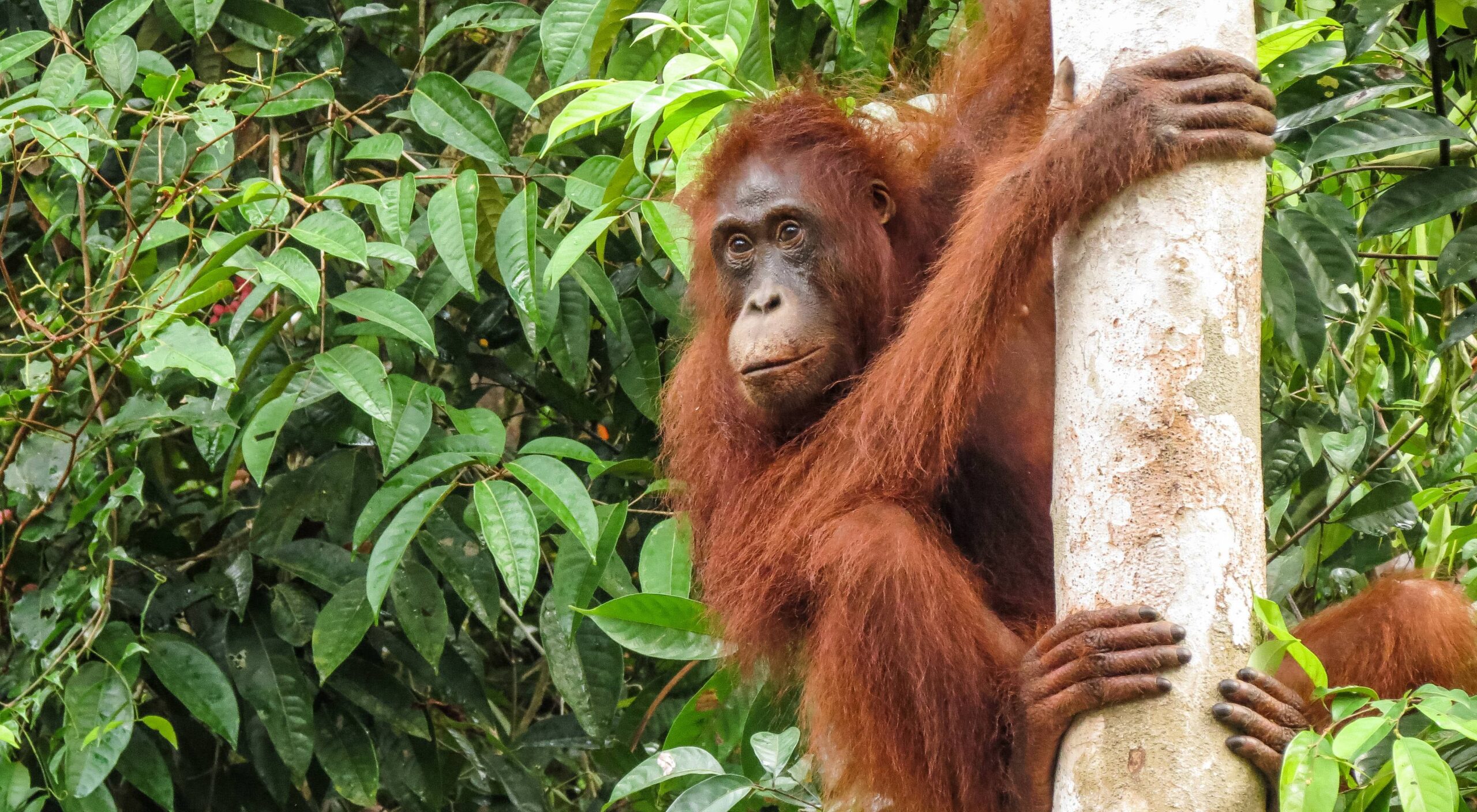 Orangutan scaled