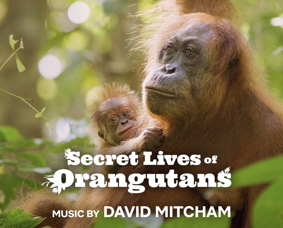 Secret Lives of Orangutans image